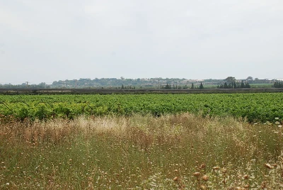 Agricultural field in Israel (Photo: Ministry of Foreign Affairs)