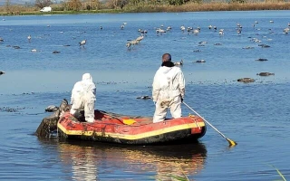 Gathering the carcasses of wild cranes killed by avian flu at the Hula Lake Nature Reserve in northern Israel, December 27. (Hadas Kahaner, Israel Nature and Parks Authority)