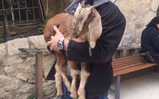 File: A goat rescued by police from a man who intended to slaughter it as a Biblical Passover sacrifice in the Old City of Jerusalem, April 10, 2017. (Police spokesperson)