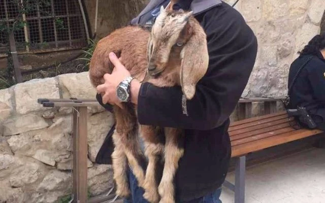 File: A goat rescued by police from a man who intended to slaughter it as a Biblical Passover sacrifice in the Old City of Jerusalem, April 10, 2017. (Police spokesperson)