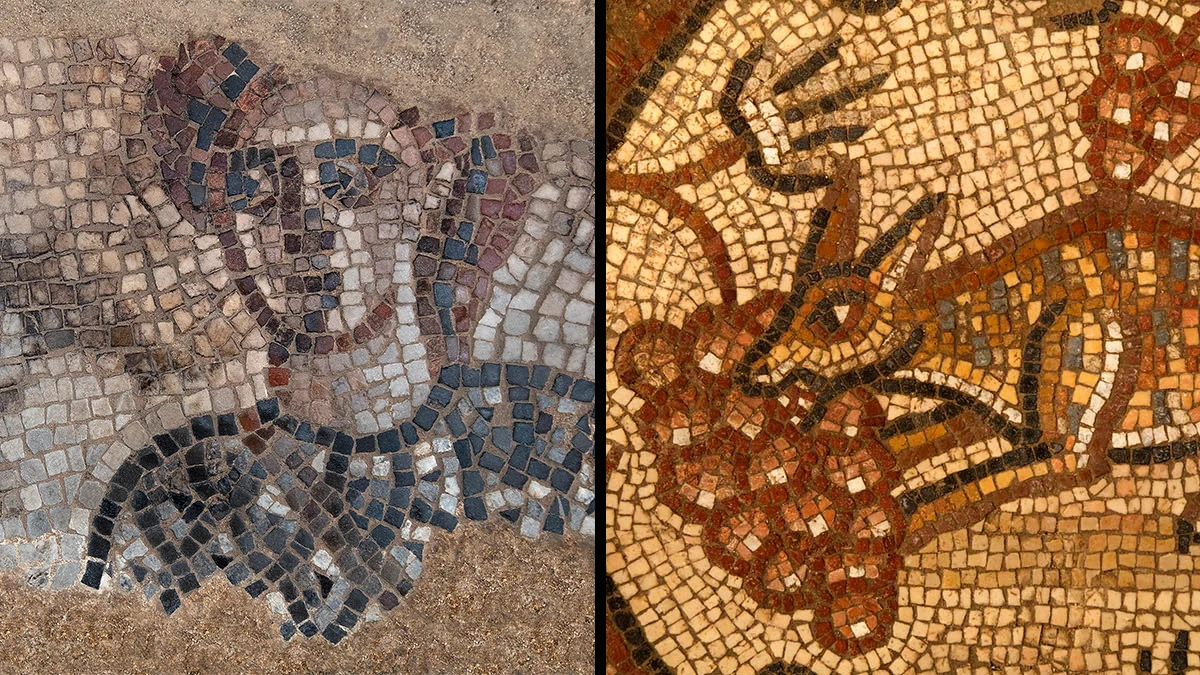 Mosaics uncovered the Huqoq synagogue in the galilee: (Left) The Israelite commander Barak, (Right:) A fox eating grapes. (Photos: Jim Haberman via UNC)