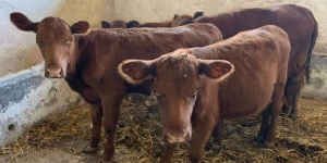 Red heifers in Israel (Photo: Boneh Israel/Facebook)