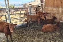 5 red heifers in Israel (Photo: Boneh Israel/Facebook)