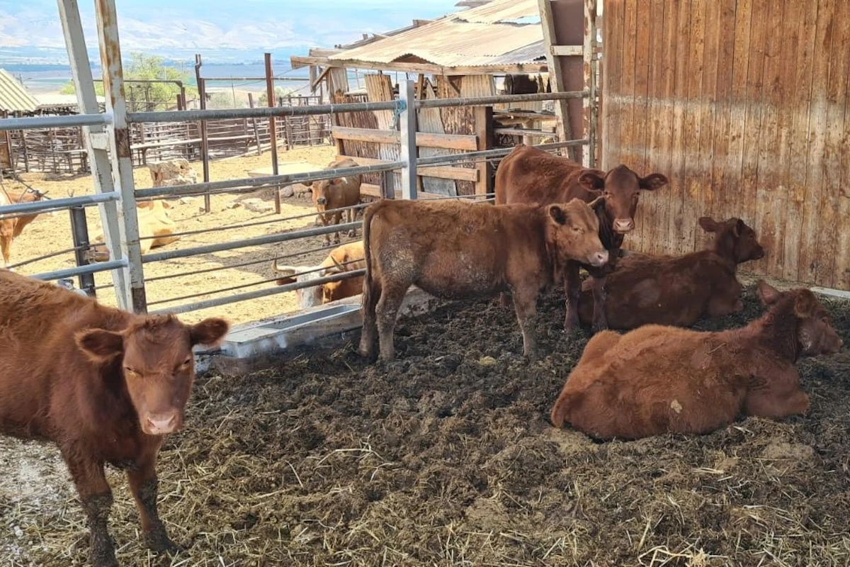 5 red heifers in Israel (Photo: Boneh Israel/Facebook)