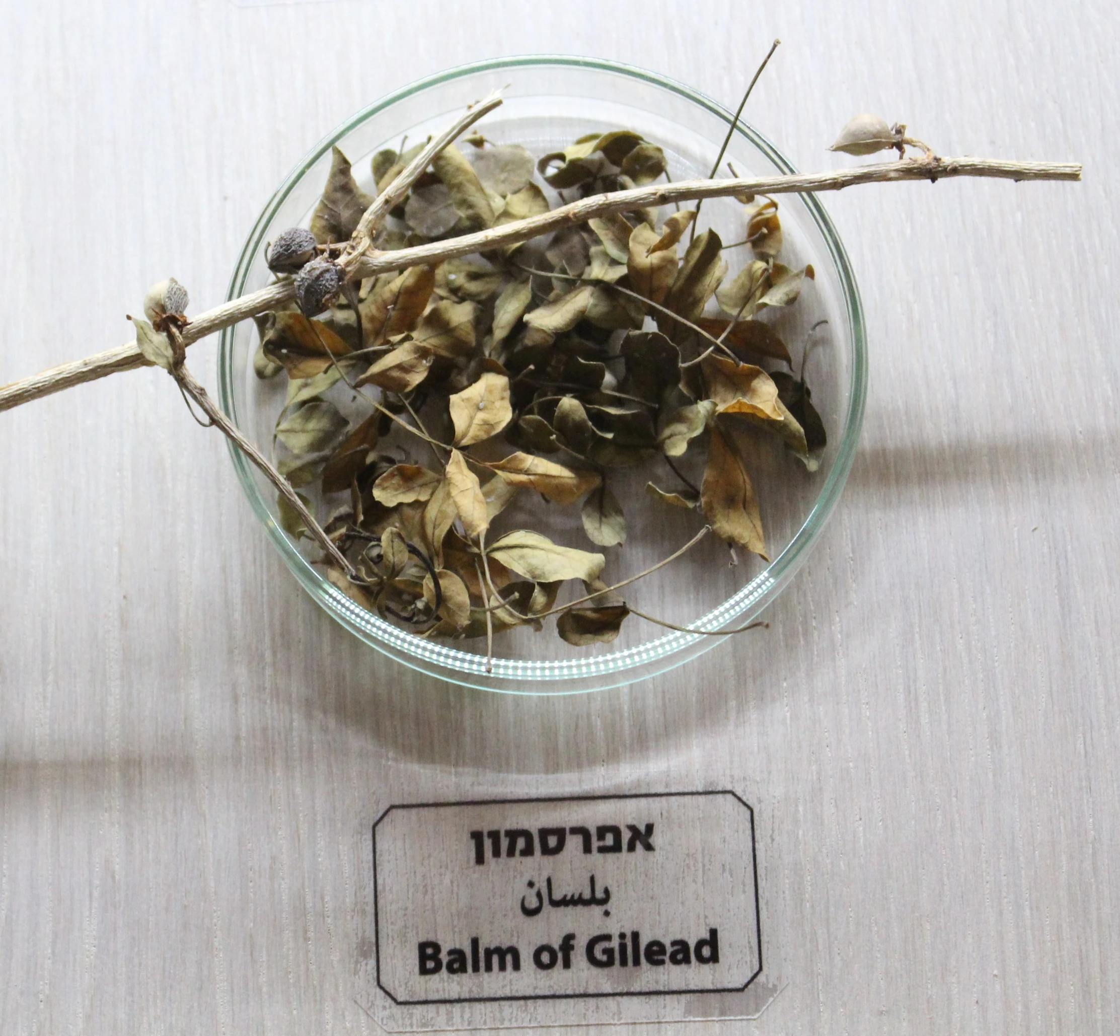 Plant considered to be the basis of the balm of Gilead, exhibition in Jerusalem.  Photo Wikimedia Commons.