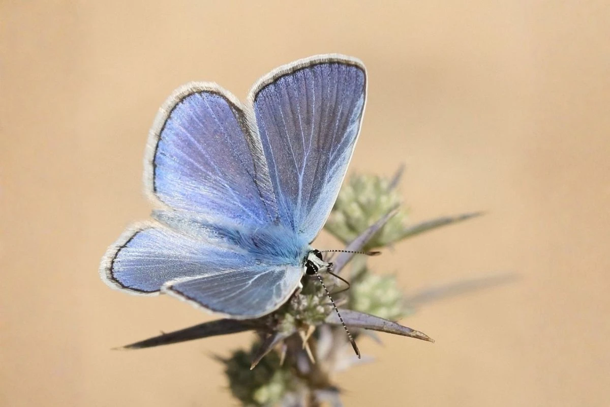 Israel's national butterfly: Common Blue (Polyommatus Icarus). Photo: Shalem Korman / parks.org.il