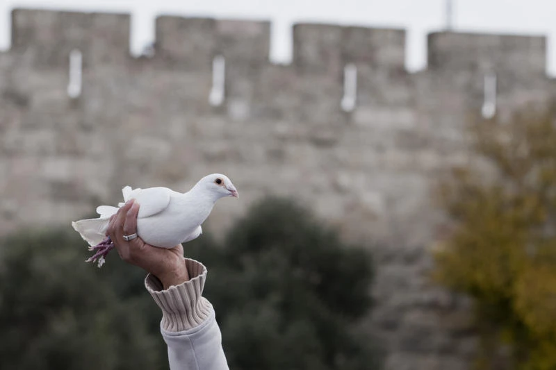 An Arab-Israeli youth hold up a white dove, the symbol of peace, backdropped by Jerusalem's old city wall, Photo by David Vaaknin/ Flash 90