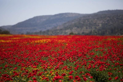 A field of anemone flowers blossoming in the Elah Valley, south of Jerusalem, on April 4, 2017. Photo by Nati Shohat/Flash90