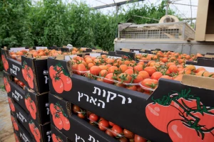Illustration of Israeli cherry tomatoes. Photo by Moshe Shai/FLASH90