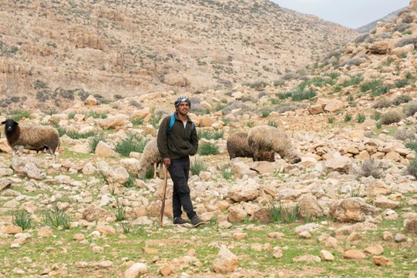 A bedouin man heard his sheep in "Nahal Arugot", in the Dead Sea area, southern Israel, February 23, 2023 (Photo: Yaniv Nadav/Flash90).