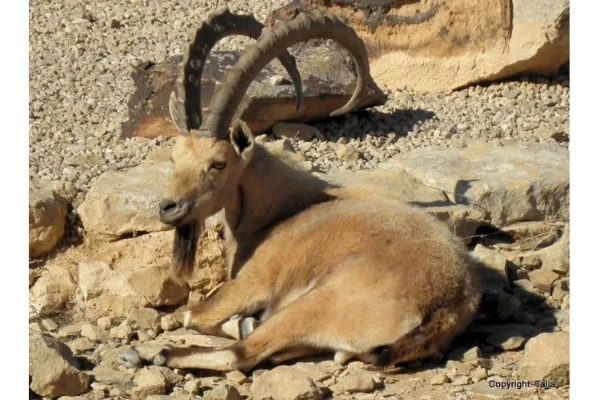 Siesta time for grandad ibex