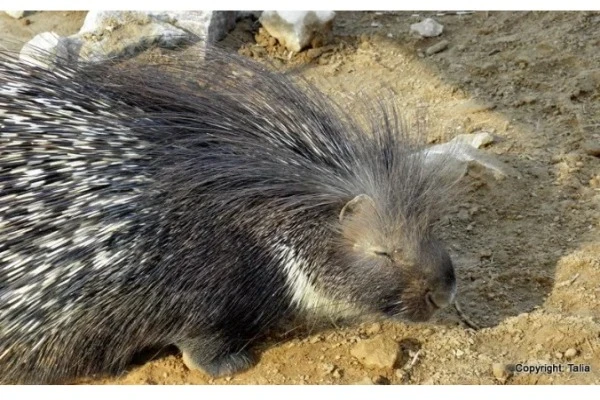 Also cute in its own prickly way – a porcupine