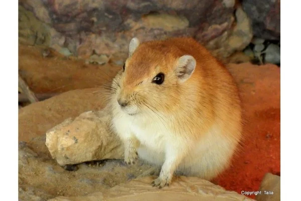 Its got to be the cutest denizen of the Maktesh – a Fat Sand Rat