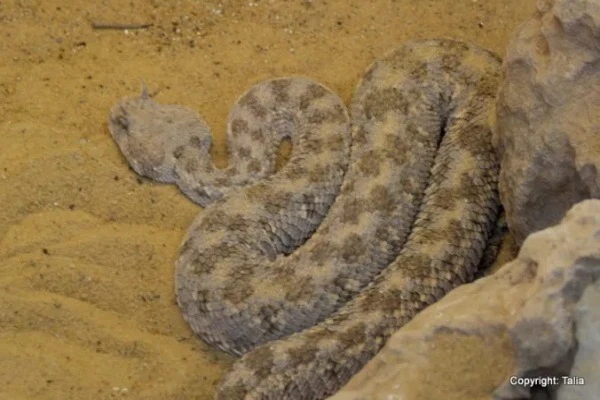 Not cute at all – Horned Viper – but beautiful in its own way