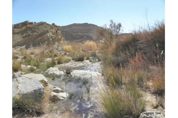 The Saharonim Spring at the deepest point of the Maktesh