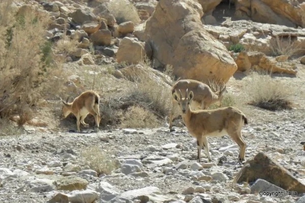 Ibex at the Saharonim Spring