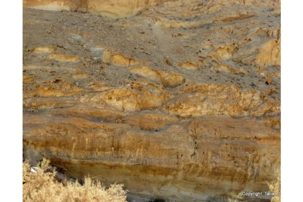 How many ibex can you see? (There are four)