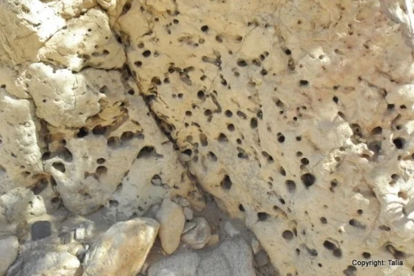 The holes in the rocks are formed by the roots of mangroves and some even contain the fossilized remains of the roots which indicate that this area was once a coastal mud flat.