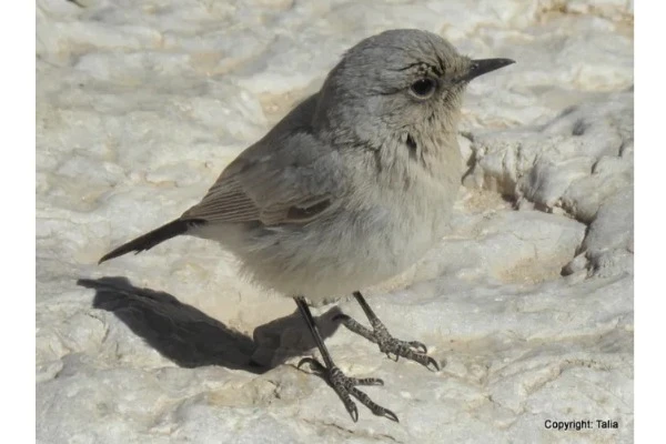 A friendly little blackstart