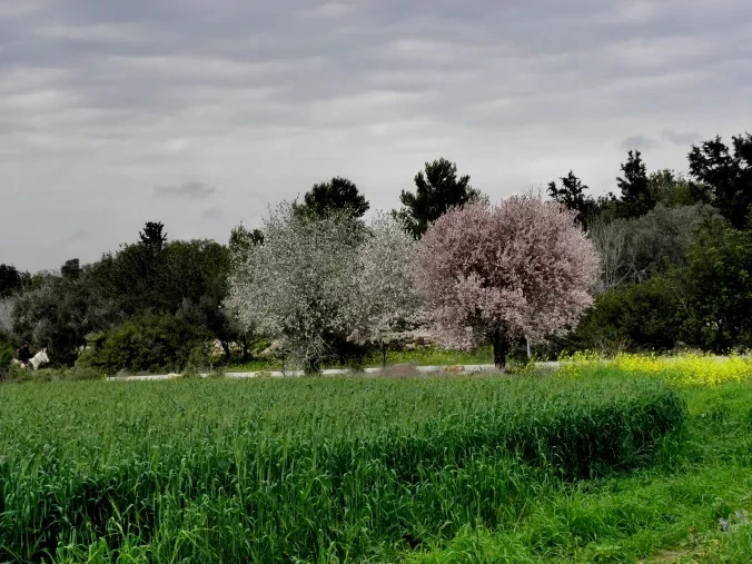 Almond trees in blossom and a field of winter wheat at Beit Guvrin, February 2016
Photo copyright: Talia Good