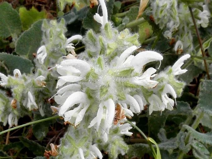 Jerusalem Sage, Beit Guvrin, April 2015