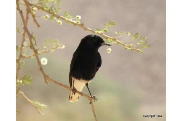 A wheatear on a flowering acacia tree.