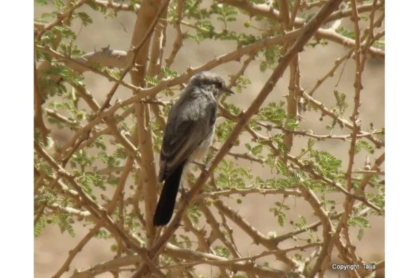 Blackstart in an acacia tree