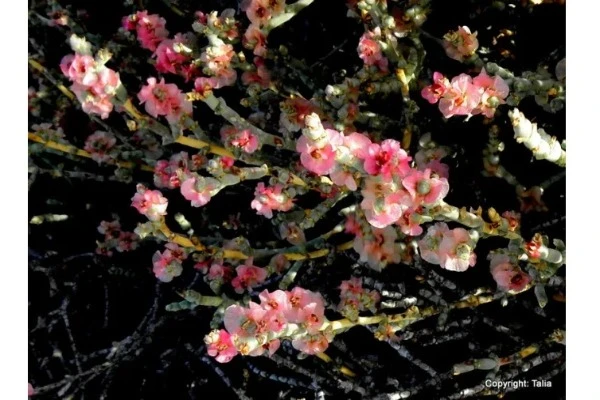 Can anyone identify this plant?