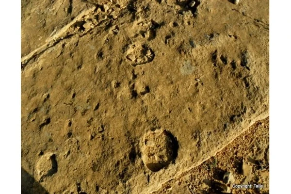 fossilized camel prints (?)