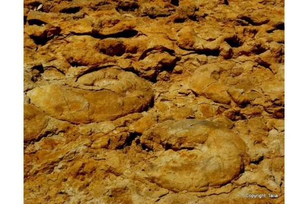 Fossil Ammonites at the Ammonite Wall