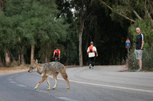 Rabies cases in Israel more than triple; Health Ministry warns of rise in wildlife infections