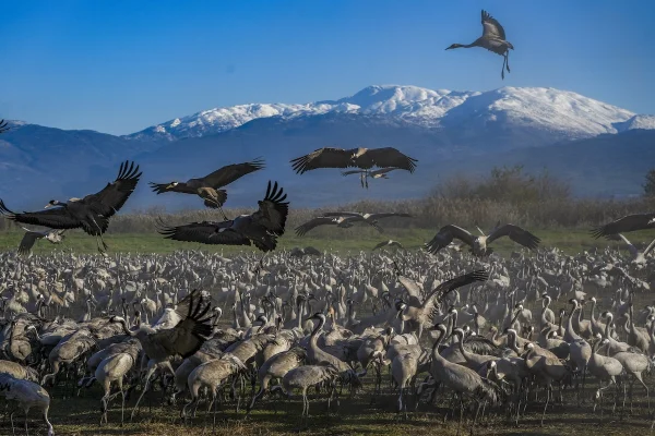 Hula Valley: How a malaria swamp became one of Israel's greatest wildlife treasures