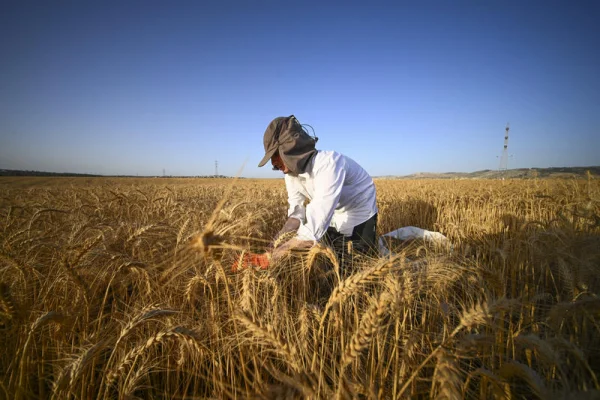 Record Wheat Harvest in Israel: A Boon for Farmers and Food Security