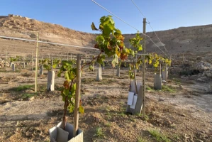 vineyard at Avdat National Park. 20 September 2023. Photo: By Mahmoud Elziat INPA
