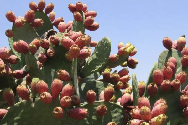 Israeli scientists bring natural solution to Cyprus to fight invasive crop pest