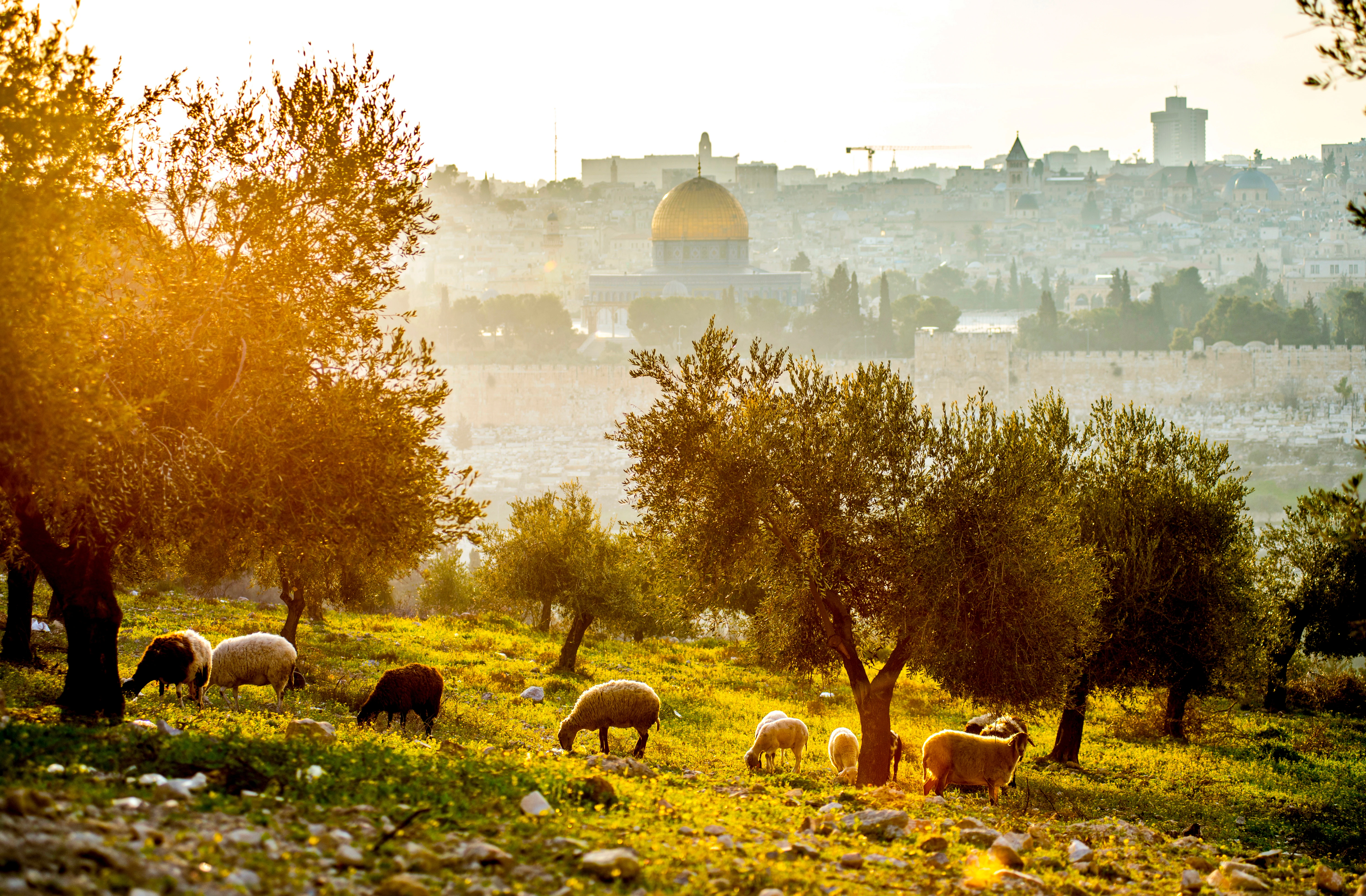 Mount of Olives – sheep graze among olive trees with the Dome of the Rock on the Temple Mount in the background, Jerusalem. (Photo: Shutterstock)