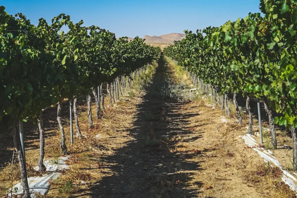 Israeli Negev gains recognition as global wine region