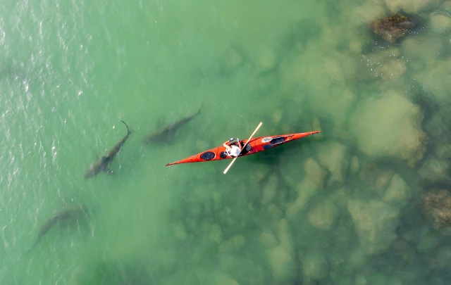 Drone view of kayaks sail in shallow water with sharks coming to shore due to the hot water of the powerhouse "Hadera Lights", Hdera, Israel -APR 17 2021. (Photo: Shutterstock)