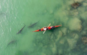 Drone view of kayaks sail in shallow water with sharks coming to shore due to the hot water of the powerhouse "Hadera Lights", Hdera, Israel -APR 17 2021. (Photo: Shutterstock)