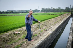 An elderly Waiwanese man works in a rice field in Tainan, Taiwan. March 29, 2023. Photo by Nati Shohat/FLASH90