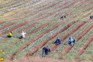 Foreign workers seen working in a field near the Ben Gurion Airport, on August 14, 2025. Photo by Yossi Aloni/Flash90
