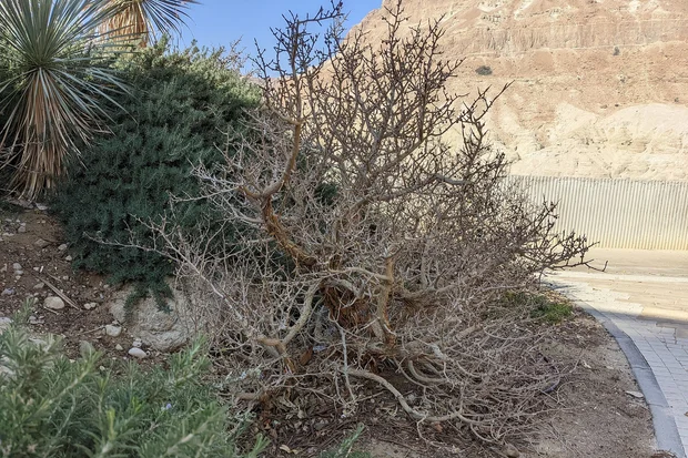 Commiphora gileadensis, identified by some as the ancient Balm of Gilead, in the Botanical gardens of Kibutz Ein-Gedi. 7 February 2022/ Photo: Wikimedia Commons by Aaadir