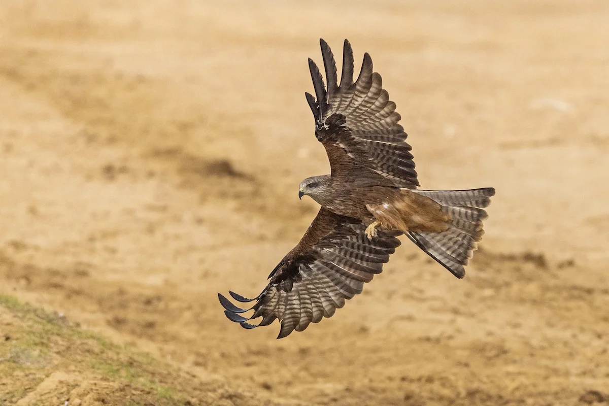 Black Kites in Negev. June 6, 2023. Photo by Haim Shohat/FLASH90