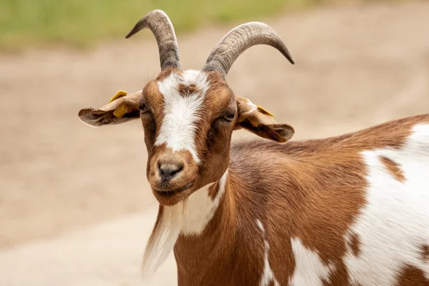 The perpetual scapegoat