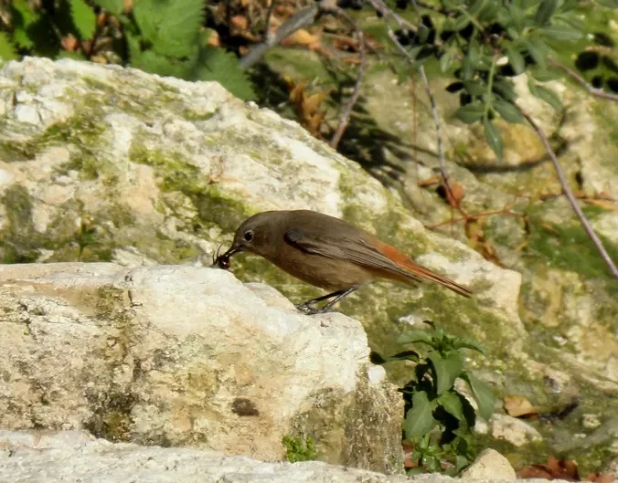 Redstart eating black widow spider, Beit Guvrin, January 2019 Photo copyright: Talia Good