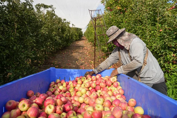 Workers pick Pink Lady apples in Kibuutz Malkia, on the Israeli border with Lebanon, November 10, 2024. Photo by Ayal Margolin/Flash90