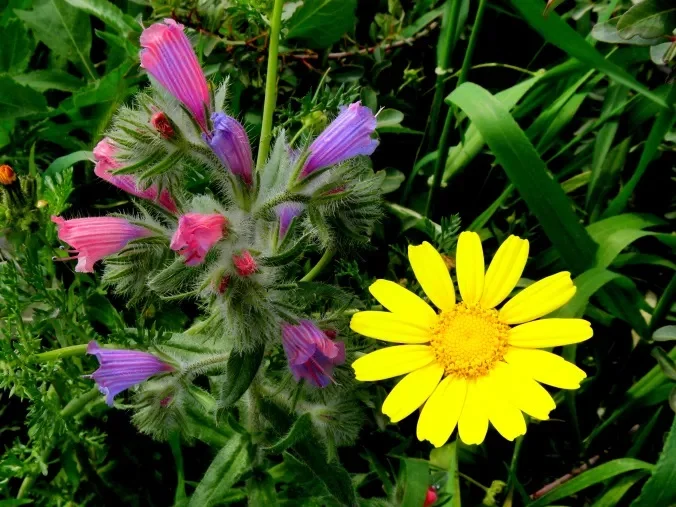 Judean Bugloss and Crown Daisy , Beit Guvrin January 2019 Photo copyright: Talia Good
