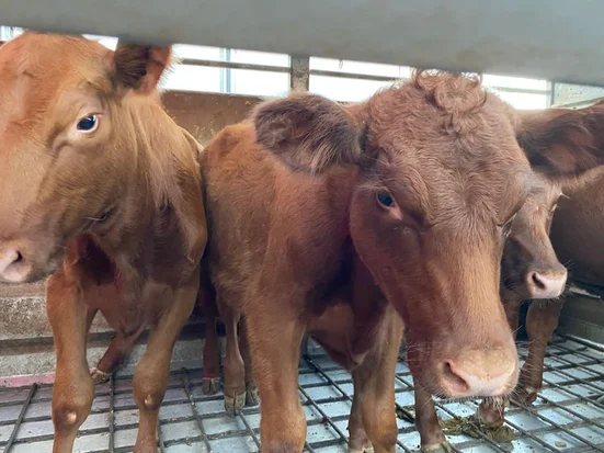 Red Heifer