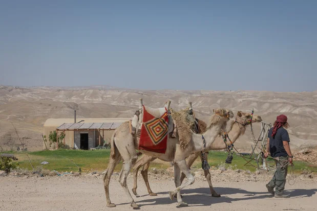 Camels are led through Arugot Farm in the Gush Etzion ahead of a wedding ceremony, June 4, 2026. Photo by Chaim Goldberg/Flash90