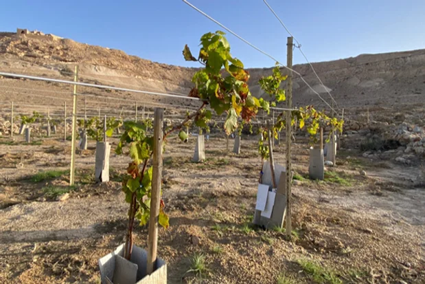 vineyard at Avdat National Park. 20 September 2023. Photo: By Mahmoud Elziat INPA